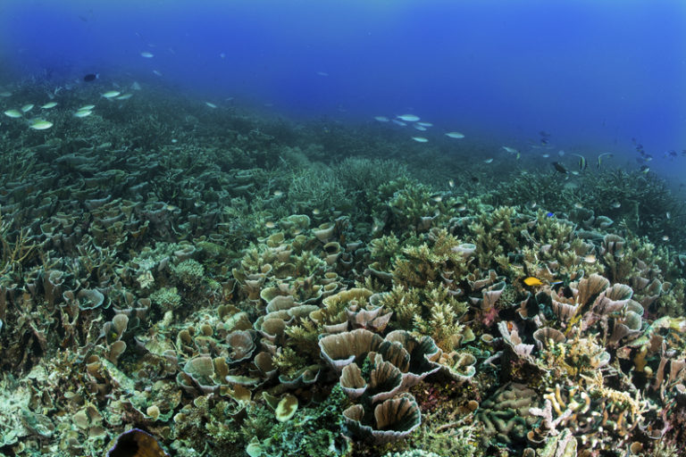 makalah tentang terumbu karang